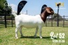 LOT 52 1X BOER GOAT STUD DOE JOUBERT HORN BOERBOK STOET - 2