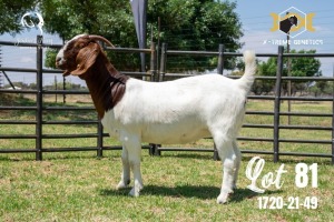 LOT 81 1X BOER GOAT STUD DOE JOUBERT HORN BOERBOK STOET