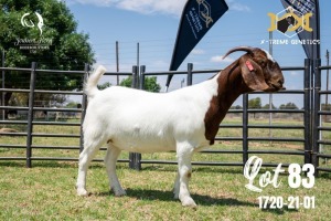 LOT 83 1X BOER GOAT STUD DOE JOUBERT HORN BOERBOK STOET