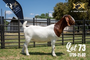 LOT 73 1X BOER GOAT FLOCK PREGNANT DOE JOUBERT HORN BOERBOK STOET