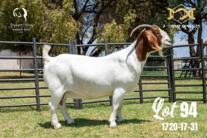 LOT 94 1X BOER GOAT FLOCK DOE JOUBERT HORN BOERBOK STOET