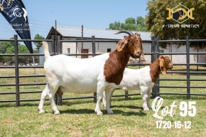 LOT 95 1X BOER GOAT FLOCK DOE JOUBERT HORN BOERBOK STOET