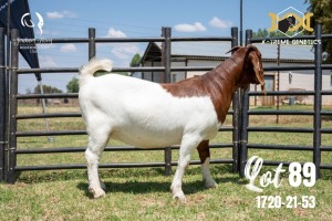 LOT 89 1X BOER GOAT FLOCK DOE JOUBERT HORN BOERBOK STOET