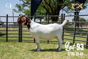 LOT 93 1X BOER GOAT FLOCK PREGNANT DOE JOUBERT HORN BOERBOK STOET