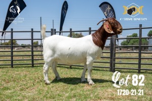 LOT 82 1X BOER GOAT FLOCK PREGNANT DOE JOUBERT HORN BOERBOK STOET