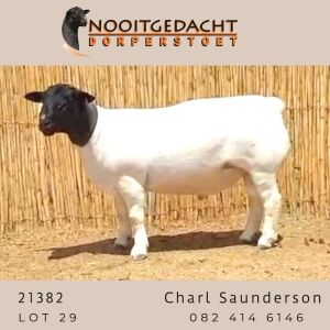 LOT 28 1X DORPER STUD RAM NOOITGEDACHT