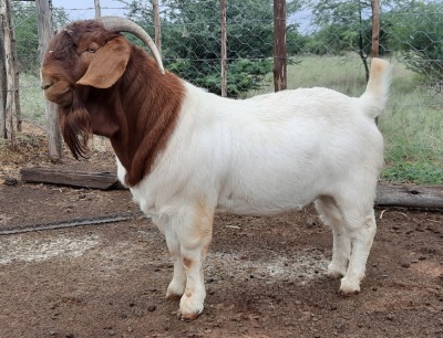 LOT 21 1x BOER GOAT FLOCK RAM BLACKHEATH BBS