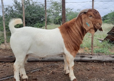 LOT 7 1x BOER GOAT FLOCK RAM BLACKHEATH BBS