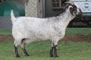 LOT 99 1X CAPE SKILDER STOET EWE LIVESTOCK 88 84 (PTY) LTD / PW VAN HEERDEN