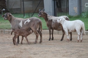 LOT 74 2+2X MEATMASTER EWE LIVESTOCK 88 84 (PTY) LTD / PW VAN HEERDEN (Pay per piece to take the lot)