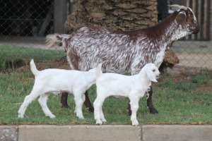 LOT 97 1+2X CAPE SKILDER STOET EWE LIVESTOCK 88 84 (PTY) LTD / PW VAN HEERDEN