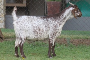 LOT 98 1X CAPE SKILDER PRIL EWE LIVESTOCK 88 84 (PTY) LTD / PW VAN HEERDEN