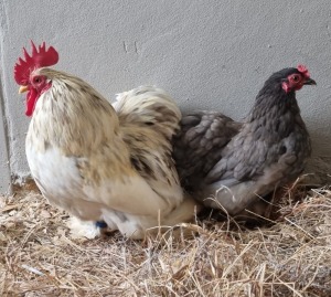 LOT 1 1+1X PEKIN BANTAMS M+F LIVESTOCK 88 84 (PTY) LTD / PW VAN HEERDEN