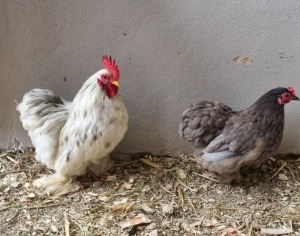 LOT 2 1+1X PEKIN BANTAMS M+F LIVESTOCK 88 84 (PTY) LTD / PW VAN HEERDEN