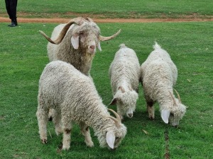 LOT 32 4X ANGORA BOKKE RAM & EWE WILMEG (PTY) LTD / WILLEM VAN HEERDEN (Pay per piece to take the lot)