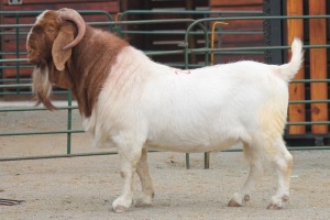 LOT 20 1X BOERBOK RAM SAM KETLHOAFETSE