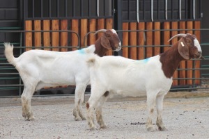 LOT 106 2X BOERBOK EWE SAM KETLHOAFETSE (Pay per piece to take the lot)