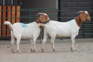 LOT 107 2X BOERBOK EWE SAM KETLHOAFETSE (Pay per piece to take the lot)