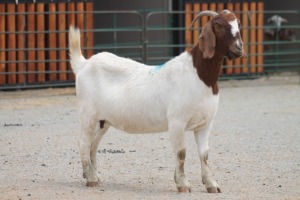 LOT 108 1X BOERBOK EWE SAM KETLHOAFETSE (Pay per piece to take the lot)