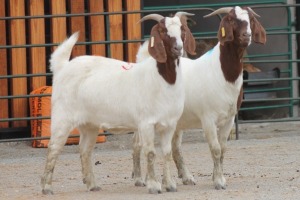 LOT 109 2X BOERBOK EWE SAM KETLHOAFETSE (Pay per piece to take the lot)