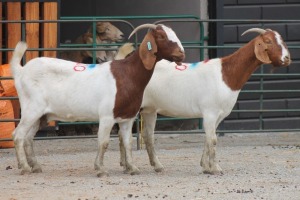 LOT 110 2X BOERBOK EWE SAM KETLHOAFETSE (Pay per piece to take the lot)