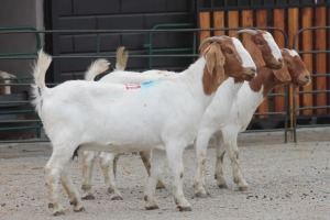 LOT 111 3X BOERBOK EWE SAM KETLHOAFETSE (Pay per piece to take the lot)