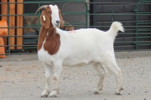 LOT 113 1X BOERBOK EWE SAM KETLHOAFETSE