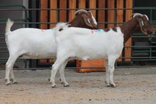 LOT 114 2X BOERBOK EWE SAM KETLHOAFETSE (Pay per piece to take the lot)