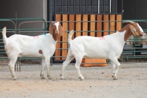 LOT 115 2X BOERBOK EWE SAM KETLHOAFETSE (Pay per piece to take the lot)