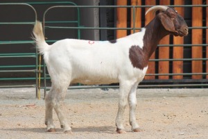 LOT 116 1X BOERBOK EWE SAM KETLHOAFETSE (Pay per piece to take the lot)