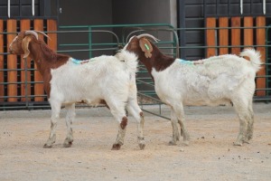 LOT 117 2X BOERBOK EWE SAM KETLHOAFETSE (Pay per piece to take the lot)