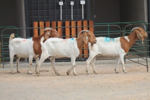 LOT 118 3X BOERBOK EWE SAM KETLHOAFETSE (Pay per piece to take the lot)