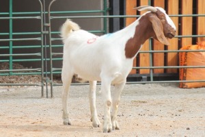 LOT 120 1X BOERBOK EWE SAM KETLHOAFETSE