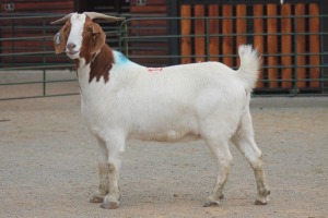 LOT 121 1X BOERBOK EWE SAM KETLHOAFETSE