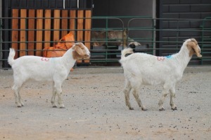 LOT 123 2X BOERBOK EWE SAM KETLHOAFETSE (Pay per piece to take the lot)