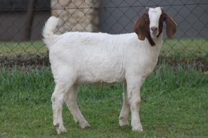 LOT 130 1X BOERBOK EWE LIVESTOCK 88 84 (PTY) LTD / PW VAN HEERDEN