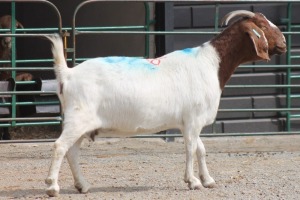 LOT 119 1X BOERBOK EWE SAM KETLHOAFETSE