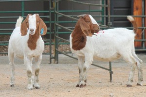 LOT 122 2X BOERBOK EWE SAM KETLHOAFETSE (Pay per piece to take the lot)