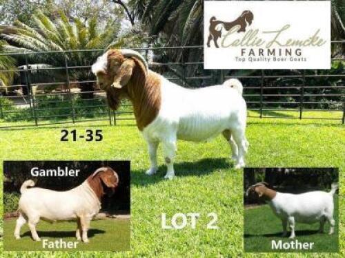 1 x BOER GOAT BUCK CALLIE LEMCKE