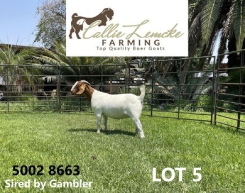 1 x BOER GOAT DOE CALLIE LEMCKE