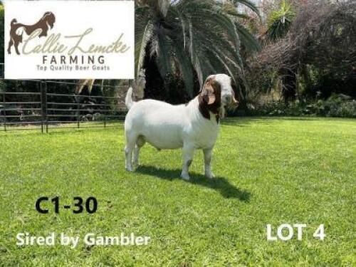 1 x BOER GOAT BUCK CALLIE LEMCKE