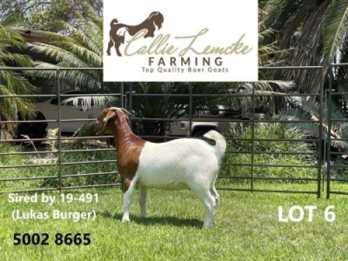 1 x BOER GOAT DOE CALLIE LEMCKE