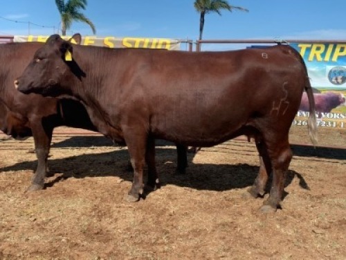 1 x SUSSEX COW TRIPLE S STUD