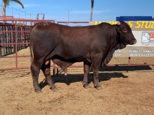 1 x SANTA COW TRIPLE S STUD