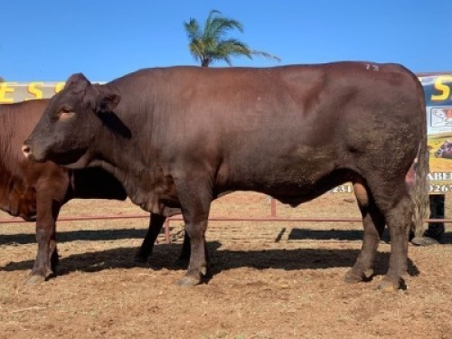 1 x SUSSEX BULL TRIPLE S STUD