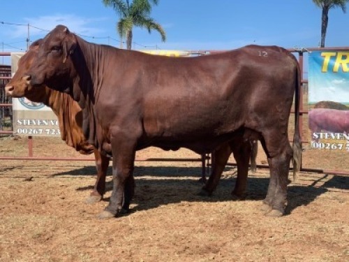 1 x SANTA COW TRIPLE S STUD