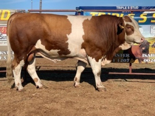 1 x SIMMENTAL BULL TRIPLE S STUD