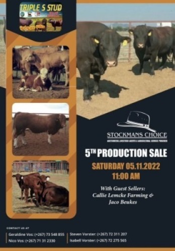 1 x SANTA COW TRIPLE S STUD