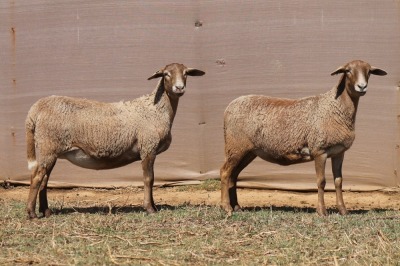 2X MEATMASTER EWE PILANSBERG MEATMASTERS (Pay per piece to take the lot)