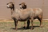 2X MEATMASTER EWE PILANSBERG MEATMASTERS (Pay per piece to take the lot) - 2